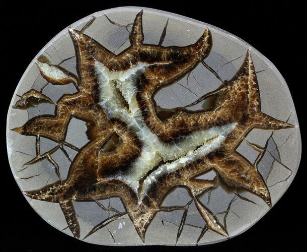 Beautiful Septarian Nodule Polished End-Cut #53260